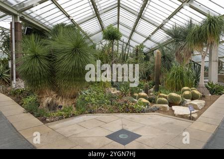 Serra piena di vari cactus esotici e succulenti, Princess of Wales Conservatory, Royal Botanic Gardens (Kew Gardens), patrimonio mondiale dell'UNESCO Foto Stock