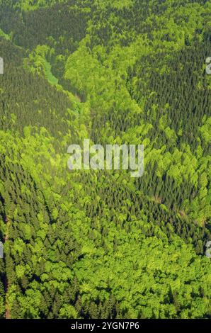 Turingia, Germania, foresta della Turingia, foresta mista, foresta decidua, foresta di conifere, verde, primavera, vista aerea, Europa Foto Stock