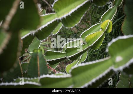 Euphorbia, Princess of Wales Conservatory, Royal Botanic Gardens (Kew Gardens), patrimonio dell'umanità dell'UNESCO, Kew, Greater London, Inghilterra, Regno Unito Foto Stock