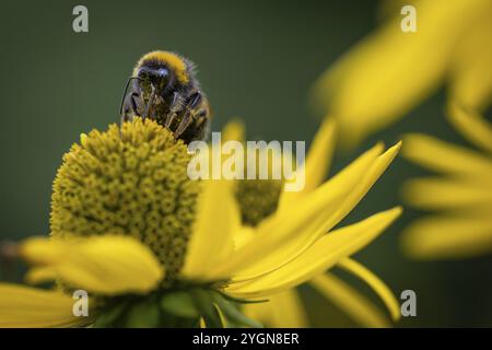 Rudbeckia fulgida (Rudbeckia fulgida), macro fotografia di un bumblebee, Royal Botanic Gardens (Kew Gardens), sito patrimonio dell'umanità dell'UNESCO, Kew, Greater Foto Stock