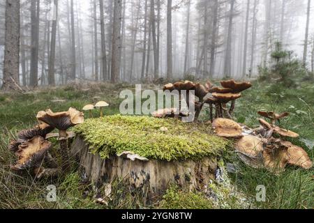 Armillaria polymyces (Armillaria ostoyae) in una foresta nebbiosa, Emsland, bassa Sassonia, Germania, Europa Foto Stock