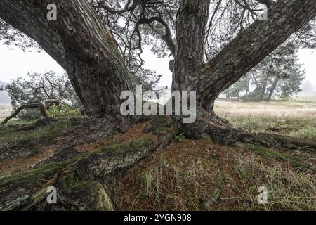 Pino antico scozzese (Pinus sylvestris), Emsland, bassa Sassonia, Germania, Europa Foto Stock