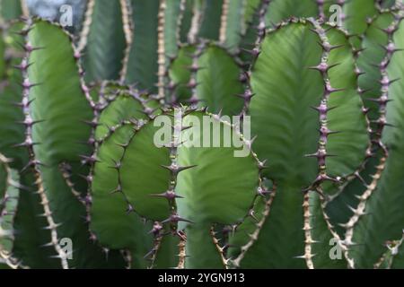 Euphorbia, Princess of Wales Conservatory, Royal Botanic Gardens (Kew Gardens), patrimonio dell'umanità dell'UNESCO, Kew, Greater London, Inghilterra, Regno Unito Foto Stock