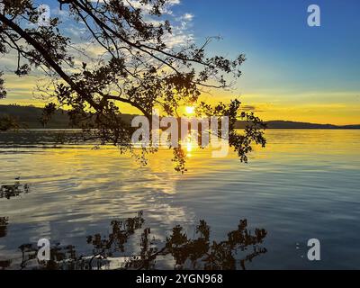 Un tramonto sul lago Sempach con un albero in primo piano e riflessi dorati nell'acqua, Sempach, Lucerna, Svizzera, Europa Foto Stock