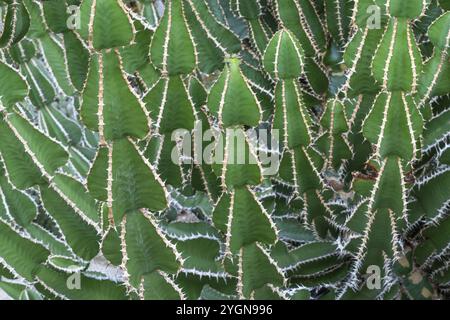 Euphorbia, Princess of Wales Conservatory, Royal Botanic Gardens (Kew Gardens), patrimonio dell'umanità dell'UNESCO, Kew, Greater London, Inghilterra, Regno Unito Foto Stock