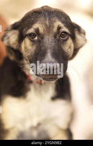 Salvataggio adozione cane ritratto cucciolo con sguardo triste sul volto Foto Stock