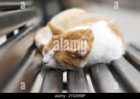Grazioso gatto randagio allo zenzero rosso che dorme su una panchina nella città vecchia di Cattaro, Montenegro, Europa Foto Stock