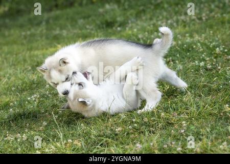 Due cuccioli di cani Husky siberiani giocano all'aperto nell'erba Foto Stock