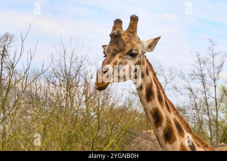 Bella carino testa Giraffe vicino e cielo blu Foto Stock