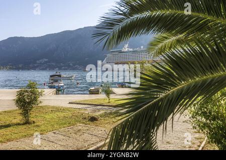 Cattaro, palma del Montenegro e nave da crociera nella baia di Cattaro, sfondo delle vacanze Foto Stock