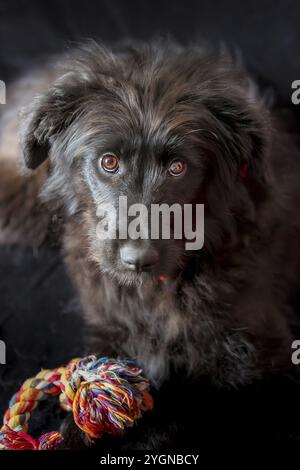 Cucciolo di cane nero sdraiato con il giocattolo osso della corda del nodo, ritratto su fondo nero Foto Stock