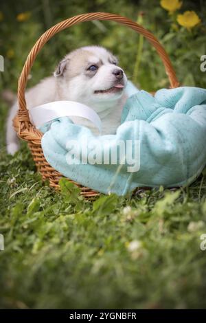 Grazioso cucciolo di husky siberiano con occhi blu nel cestino che mostra la lingua e lo spazio per le copie Foto Stock