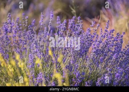 Vista ravvicinata della fila di fiori viola di lavanda, campo estivo Foto Stock