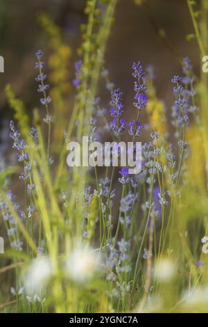 Primo piano viola viola lavanda e fiori selvatici gialli, sfondo sfocato Foto Stock