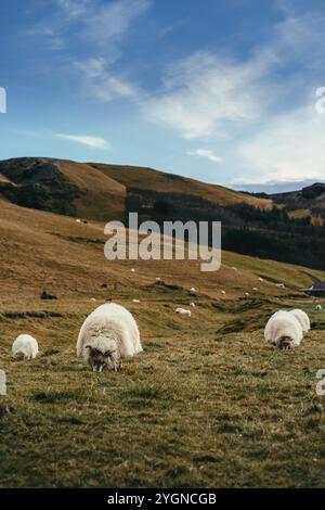 Pecore islandesi al pascolo in Islanda Foto Stock