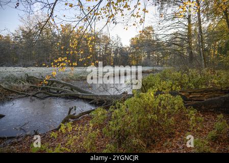 Un fiume tranquillo, incorniciato da alberi autunnali e erba ghiacciata alla luce del mattino, borken, Renania settentrionale-Vestfalia, germania Foto Stock