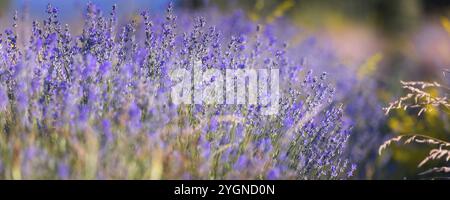 Banner primo piano viola viola viola campo lavanda. Fiori fuoco selettivo, sfocatura sfondo Foto Stock