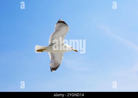 Il pesce bianco seagull battenti nel pulire il cielo blu con ali sparsi. Concetto di libertà. Posto per il testo Foto Stock