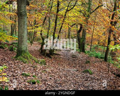 Sentiero attraverso i boschi autunnali a Hardcastle Crags vicino a Hebden Bridge West Yorkshire Inghilterra Foto Stock