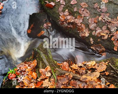 Foglie autunnali cadute e acqua in movimento attraverso le rocce di Hebden Water Hardcastle Crags Hebden Bridge West Yorkshire Inghilterra Foto Stock