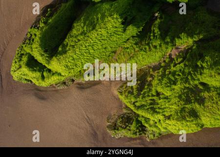 Un'unica roccia di colore verde lasciata sulla spiaggia sabbiosa dopo che la marea si è ritirata, mostrando il contrasto tra il vibrante colore della pietra e il ne Foto Stock