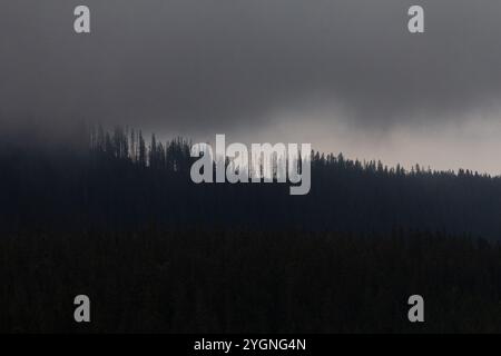 Una foresta lunare sotto un cielo buio con pioggia che cade, catturando la potenza grezza e la bellezza della natura in condizioni di tempesta, mentre gli alberi si ergono alti Foto Stock