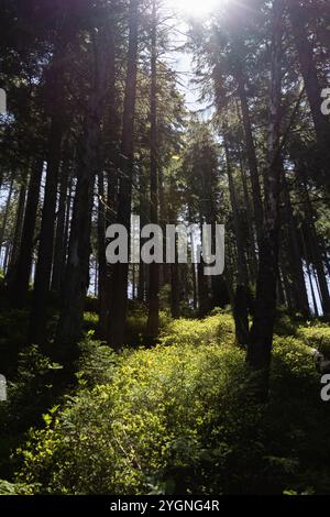 Una tranquilla foresta dove la luce del sole si irrompe attraverso la fitta tettoia verde, creando splendidi raggi di luce che illuminano gli alberi e il terreno di belo Foto Stock