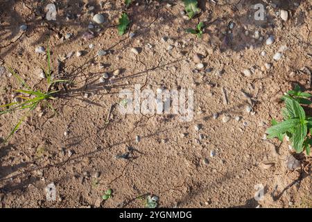 Sfondo fondo di un laghetto essiccato Foto Stock