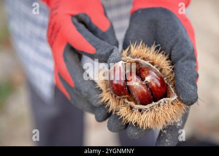 Primo piano di una persona che mostra le castagne appena raccolte, indossando guanti di protezione Foto Stock