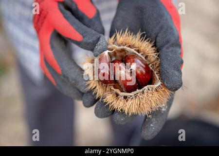 Primo piano di una persona che mostra le castagne appena raccolte, indossando guanti di protezione Foto Stock