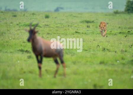 Lioness stalks topi a savannah sollevamento zampa Foto Stock