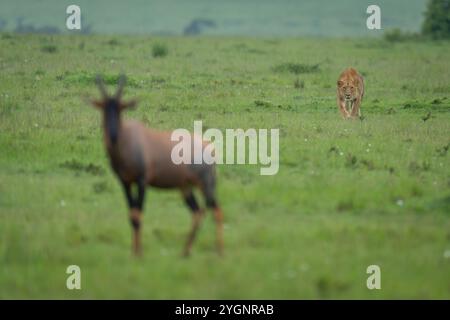 Lioness stappa i topi a savannah fissando intensamente Foto Stock