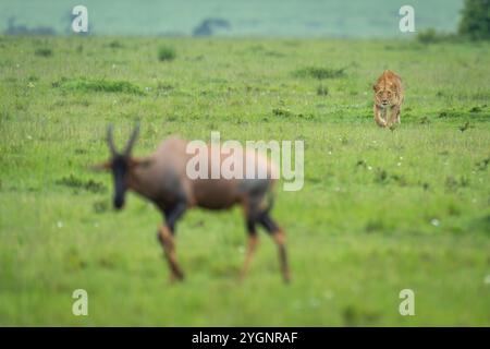 Lioness steli topi a savannah sollevando l'avambraccio Foto Stock