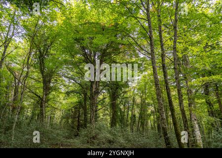 Die Foresta Umbra, Alter Buchenwald und Teil des Gargano-Nationalparks, Gargano, Puglia, Italien, Europa | Foresta Umbra, Foresta Umbra, Faggeta Foto Stock