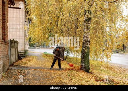 Pulizia autunnale delle foglie cadute. Un uomo anziano spazza le foglie gialle cadute sotto un brillante albero di betulla circondato da ricchi colori autunnali Foto Stock