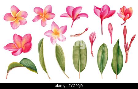 Acquerello tropicale Plumeria fiori e foglie. Elementi floreali esotici tropicali per decorazioni, inviti, matrimoni, inviti, biglietti. Foto Stock