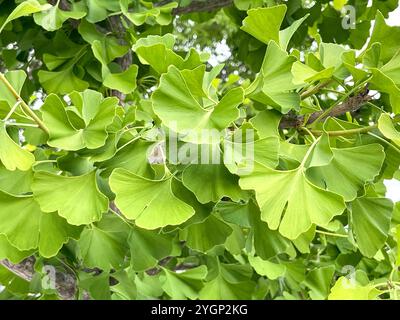 Primo piano di vivaci foglie verdi di Ginkgo Biloba Foto Stock