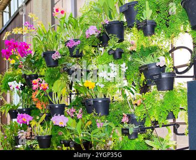 orchidee, fiori tropicali, specie diverse, molti colori, vasi appesi, identificato, Longwood Gardens, Pennsylvania, Kennett Square, Pennsylvania Foto Stock