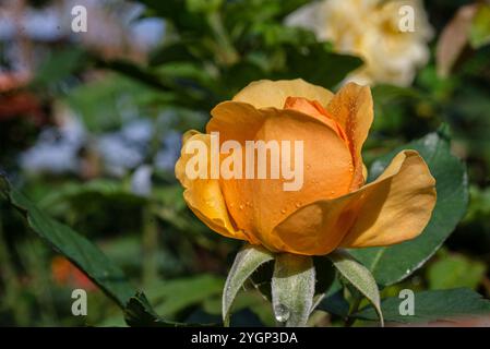 Rosa di rame austriaca ( Rosa foetida ) - Kampala Uganda Foto Stock