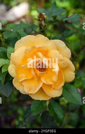 Rosa di rame austriaca ( Rosa foetida ) - Kampala Uganda Foto Stock