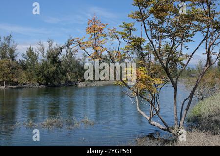 Lago Pipa nel Parco forestale di Taitung a novembre giorno di sole dopo il tifone Foto Stock