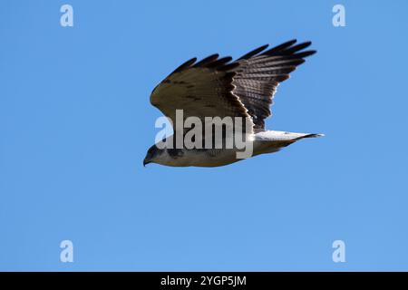 La variabile hawk Buteo polyosoma in volo fuori Darwin Isole Falkland British Overseas territorio Novembre 2016 Foto Stock