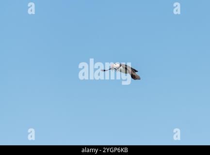 Puffin in volo trasportando cicerelle, Northumberland, Inghilterra Foto Stock