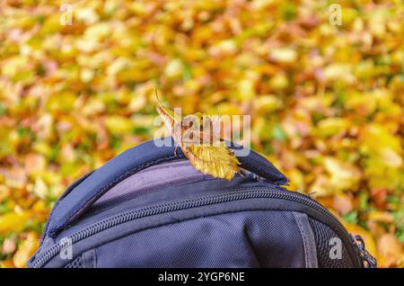 Zaino da trekking sulle foglie autunnali sfondo sfocato. Foglia secca gialla sullo zaino. Concetto di viaggio Foto Stock