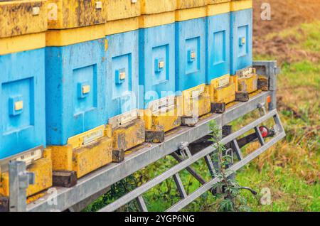 Alveari vintage in legno giallo-blu in un giorno d'autunno soleggiato. Problemi di apicoltura. Sfondo sfocato Foto Stock