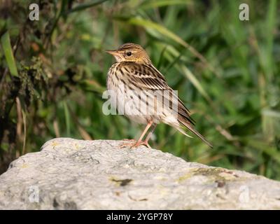 Pechora pipit (Anthus gustavi), Quendale, South Mainland Shetland, Shetland Foto Stock