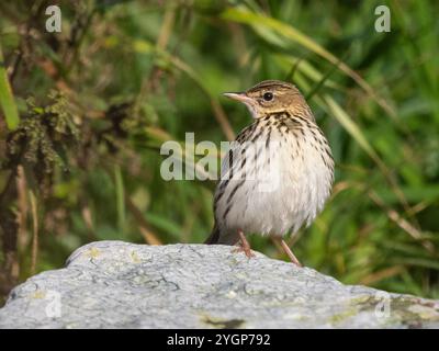 Pechora pipit (Anthus gustavi), Quendale, South Mainland Shetland, Shetland Foto Stock