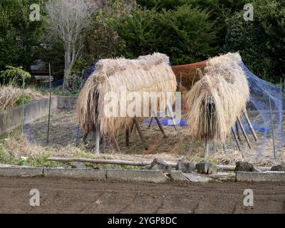 Essiccazione del riso su rack dopo la raccolta in ottobre in Giappone. Metodo di essiccazione tradizionale, agricoltura asiatica Foto Stock