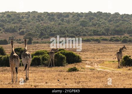 Una torre/mandria di giraffe che pascolano e camminano insieme presso la Schotia Game Reserve, Capo Orientale, Sud Africa Foto Stock