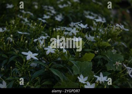 Un primo piano di fiori di gelsomino bianchi che fioriscono in un lussureggiante giardino verde. I delicati petali e le foglie vivaci creano una scena tranquilla e naturale, ideale per chi desidera Foto Stock